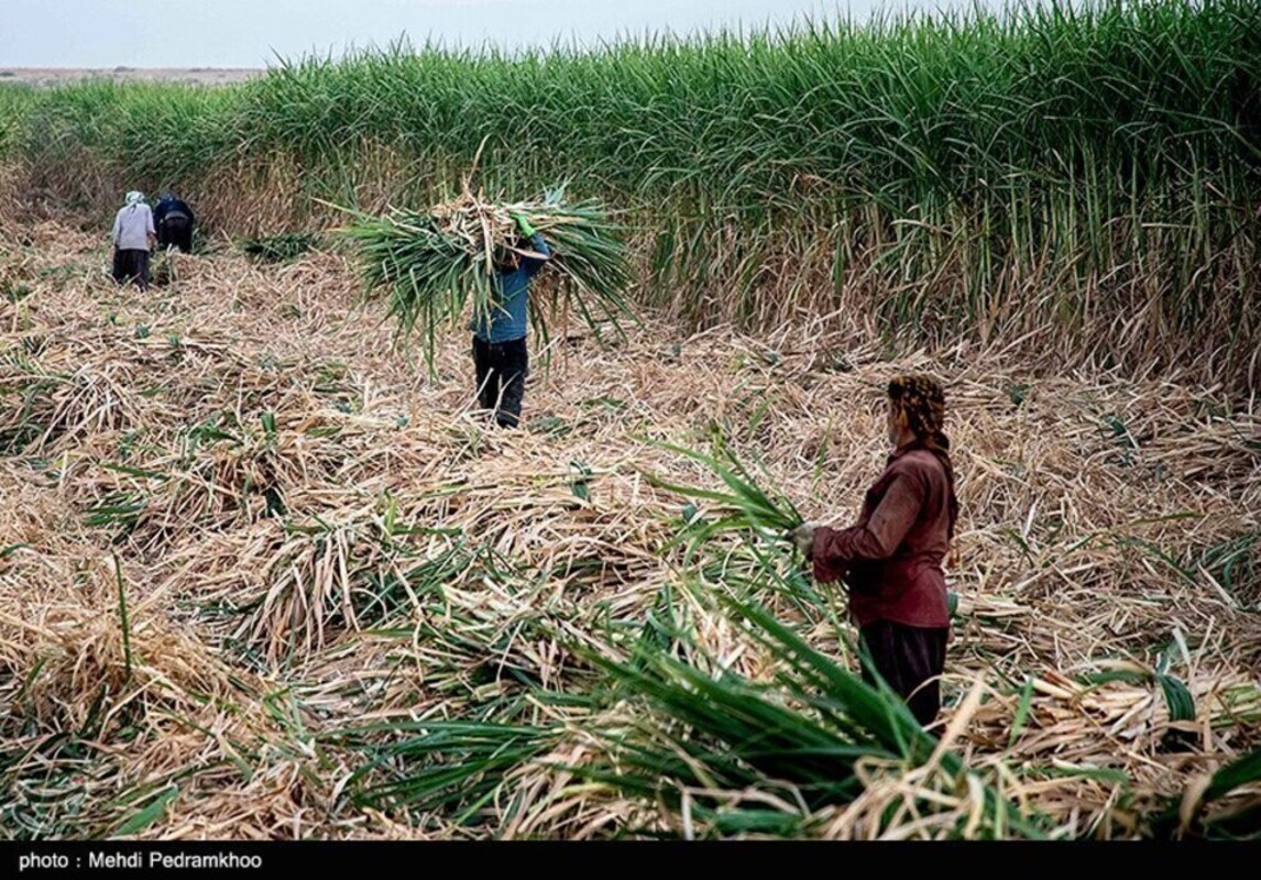 آغاز برداشت سنتی نیشکر در هفت تپه