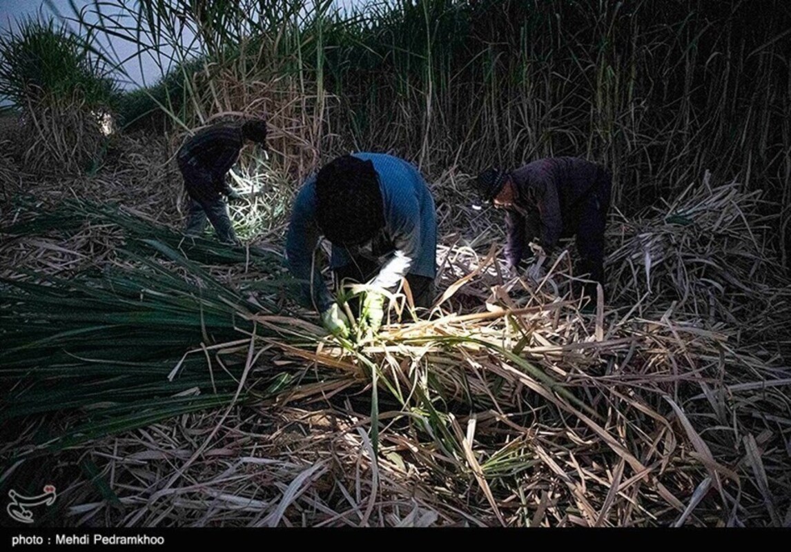 آغاز برداشت سنتی نیشکر در هفت تپه