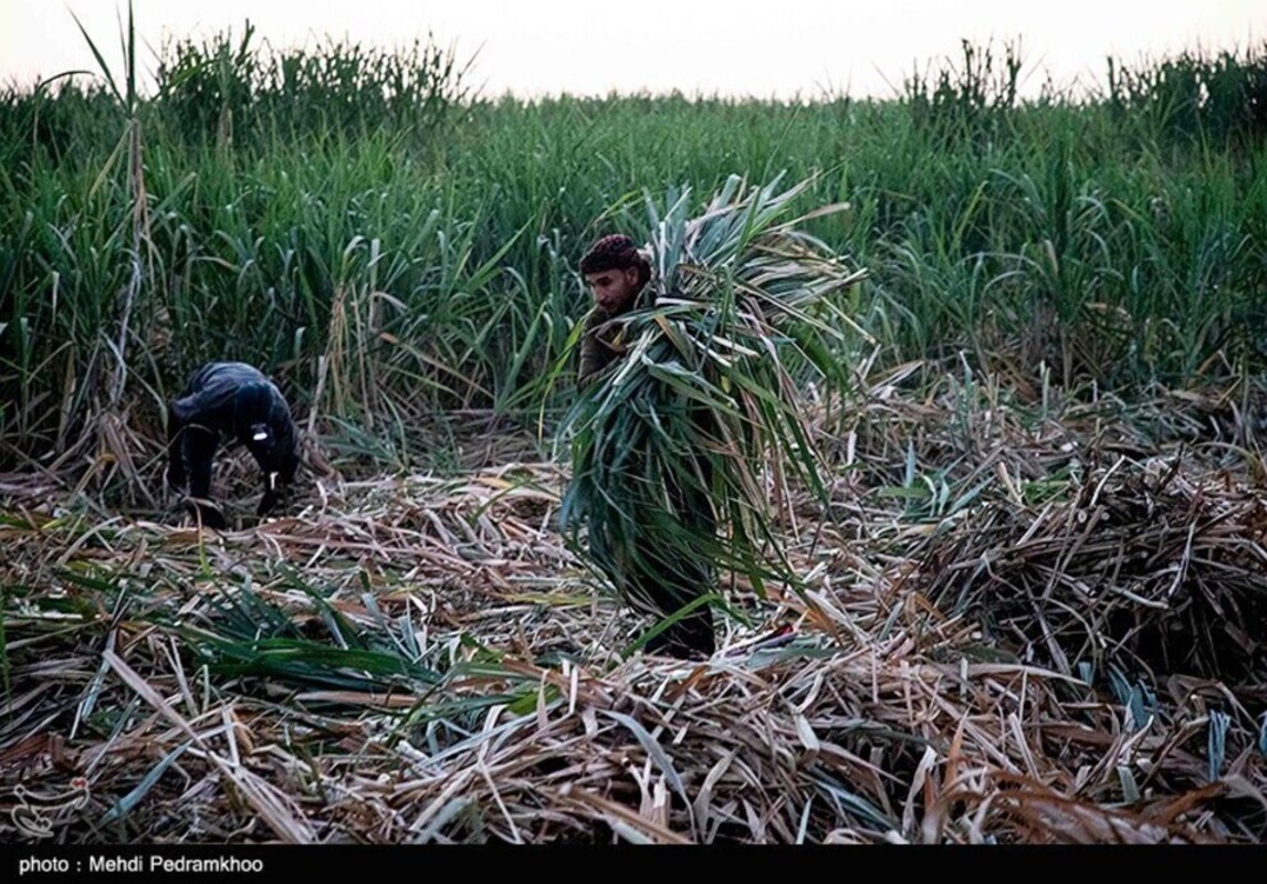 آغاز برداشت سنتی نیشکر در هفت تپه