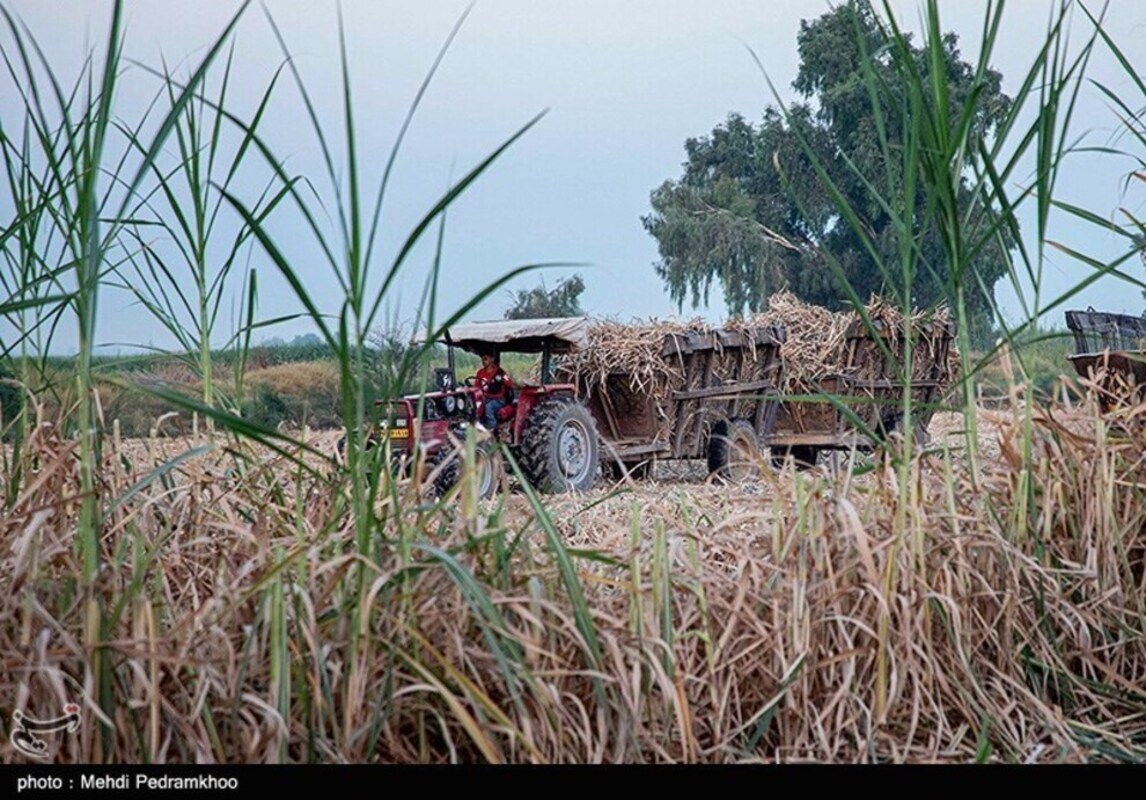 آغاز برداشت سنتی نیشکر در هفت تپه