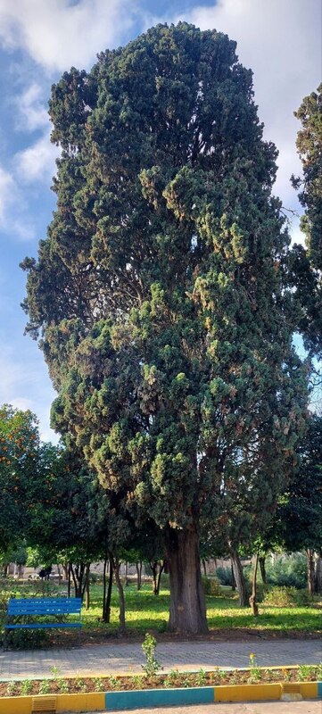 سروستان باغ صفوی بهشهر 