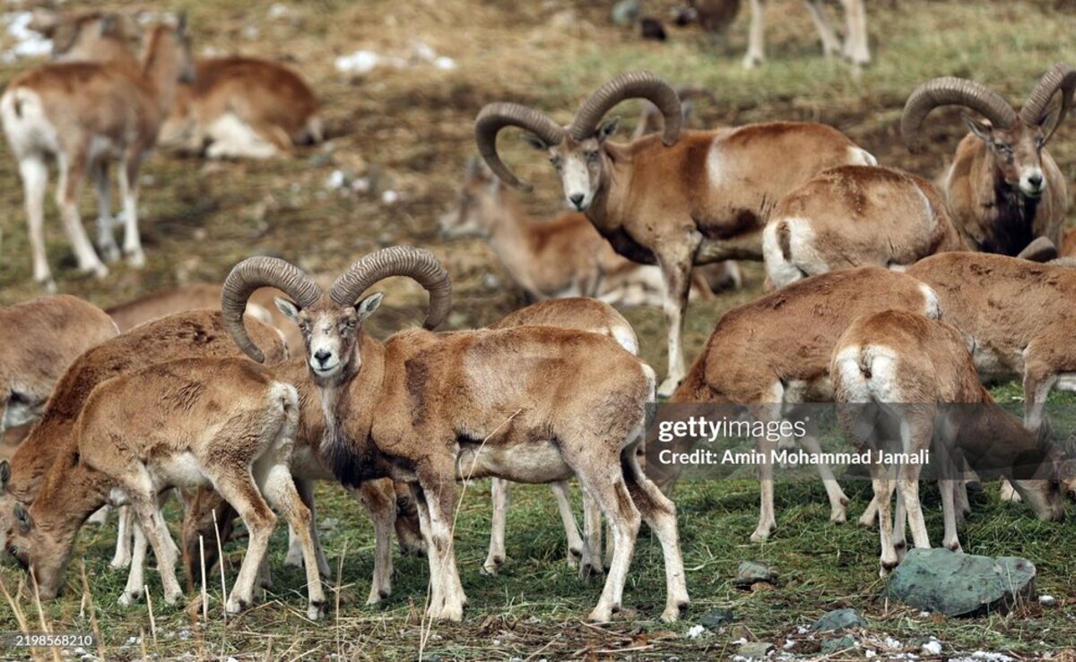 حیوانات بومی