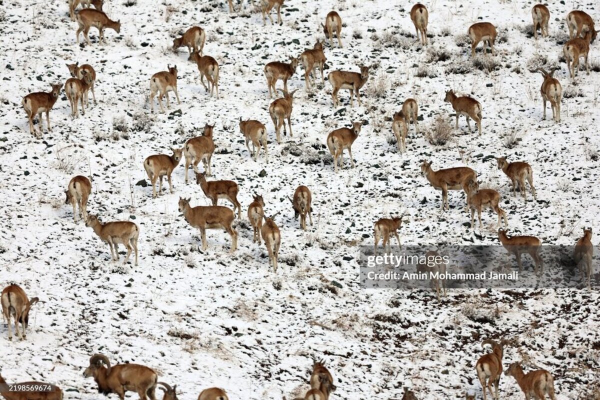 حیوانات بومی