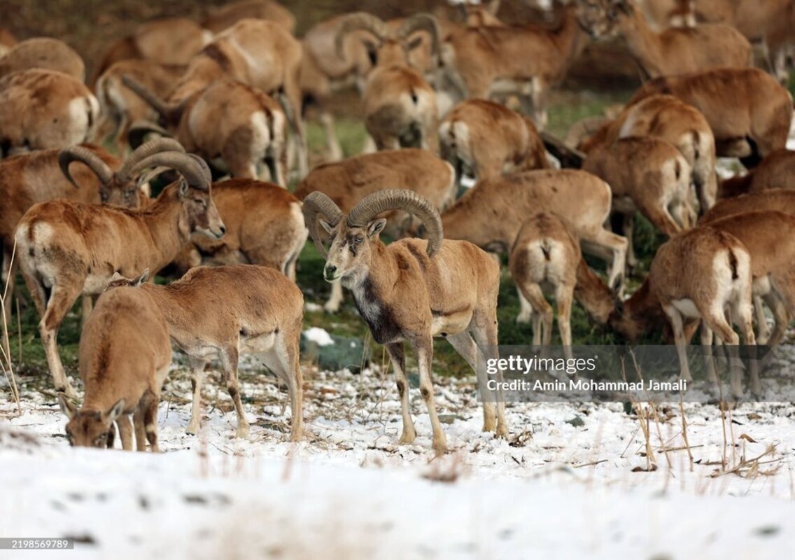 حیوانات بومی