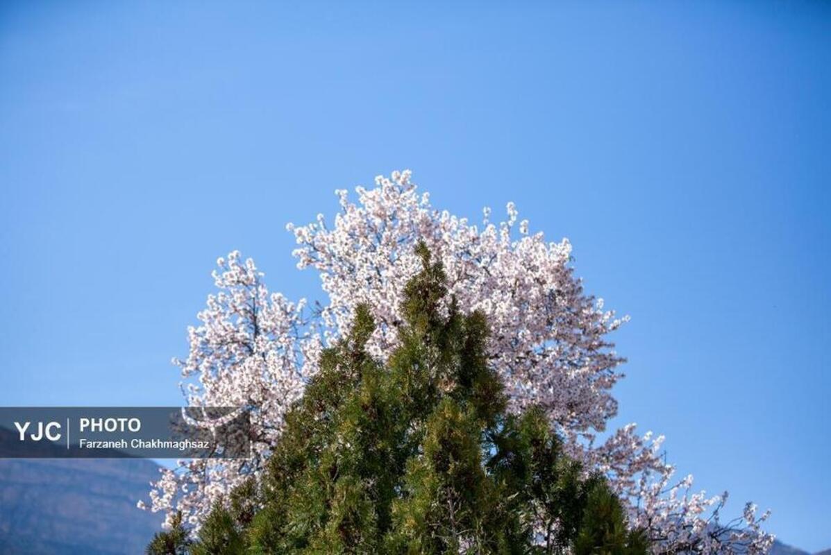 شکوفه‌های بهاری در مهارلو