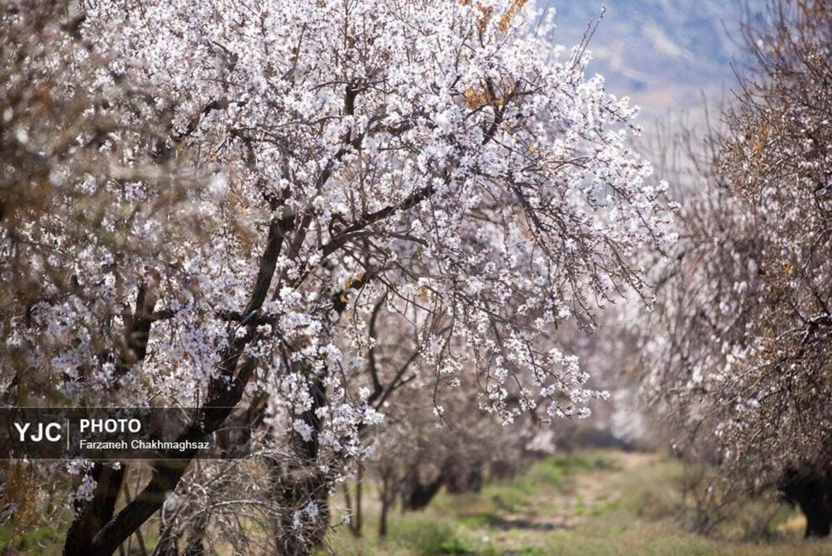 شکوفه‌های بهاری در مهارلو