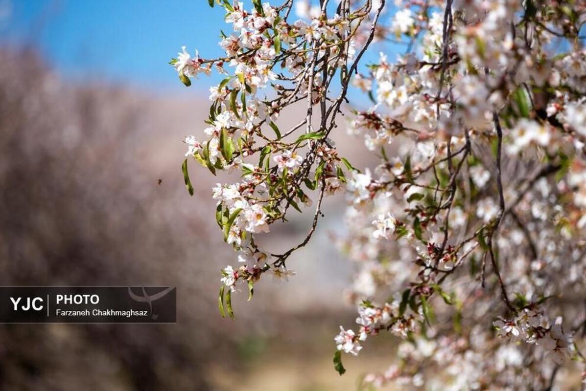شکوفه‌های بهاری در مهارلو
