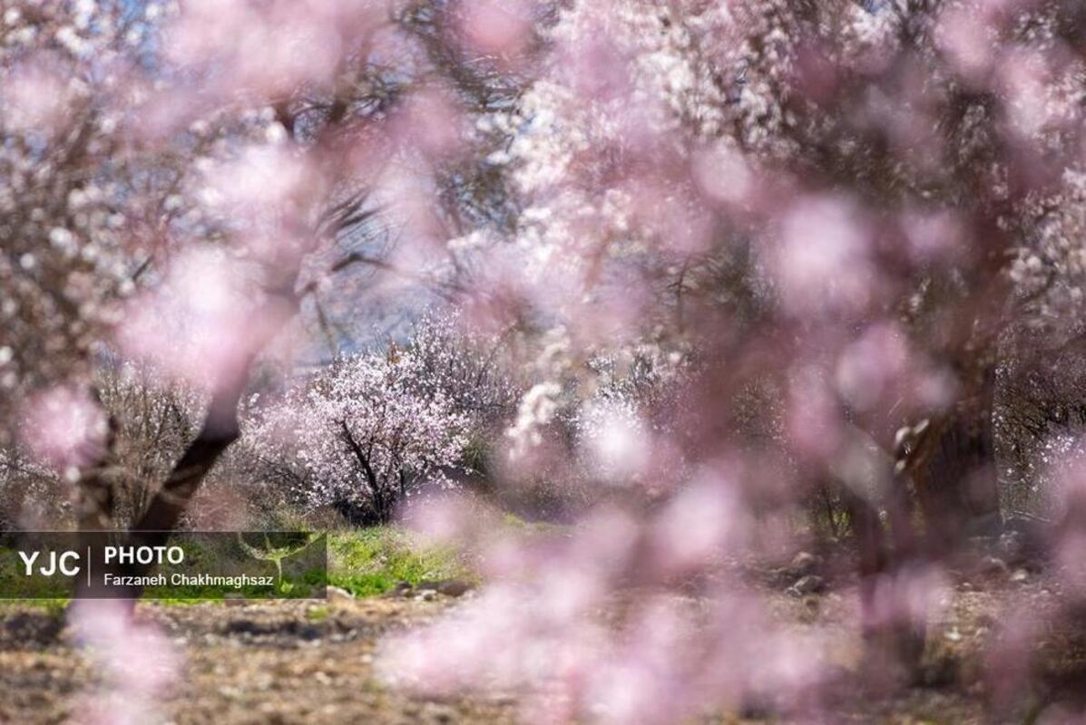 شکوفه‌های بهاری در مهارلو