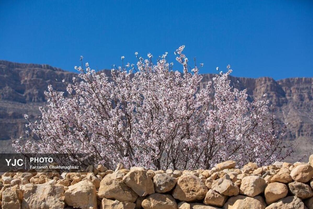 شکوفه‌های بهاری در مهارلو