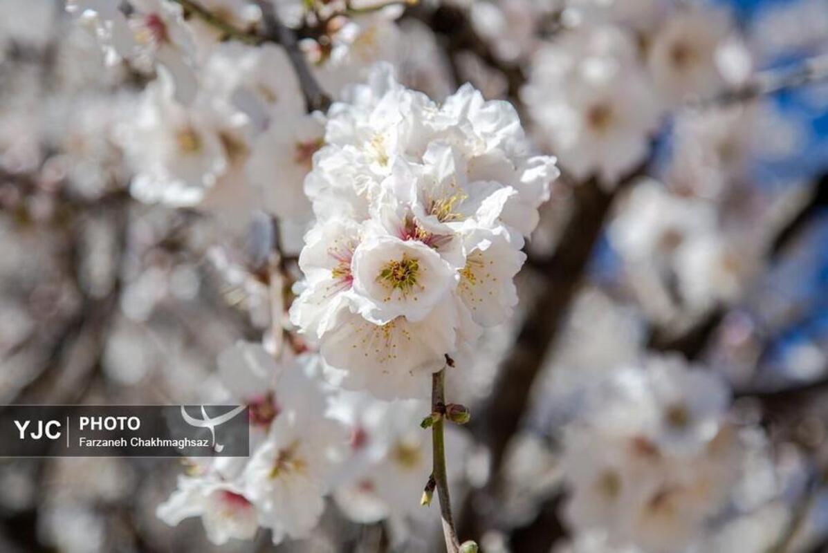 شکوفه‌های بهاری در مهارلو