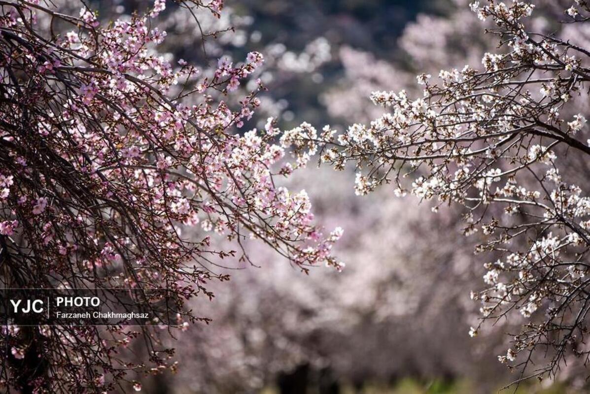 شکوفه‌های بهاری در مهارلو