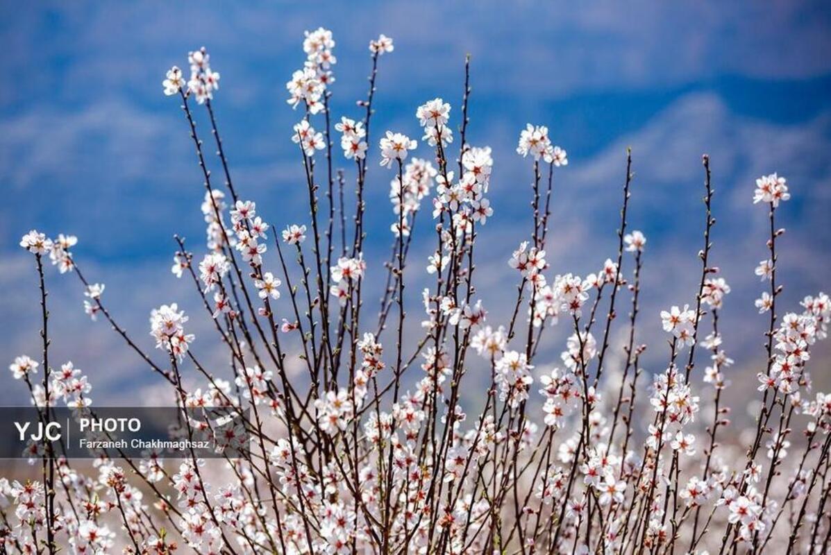 شکوفه‌های بهاری در مهارلو