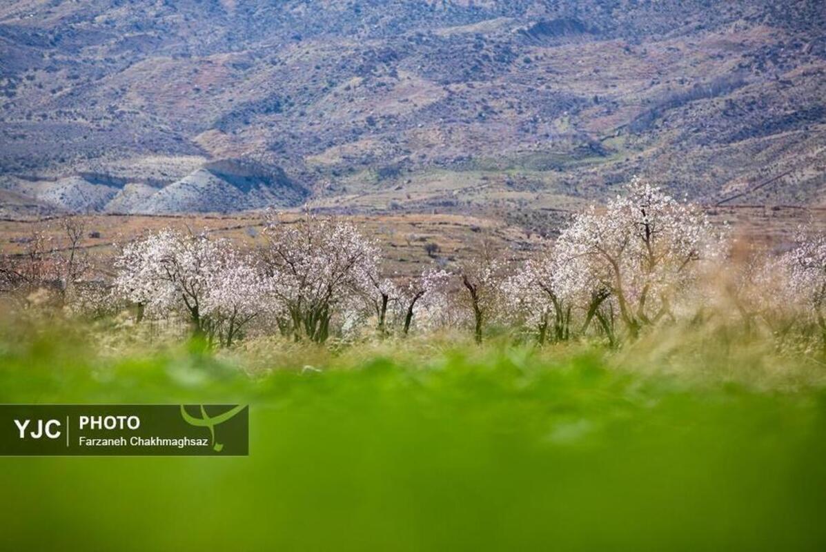 شکوفه‌های بهاری در مهارلو