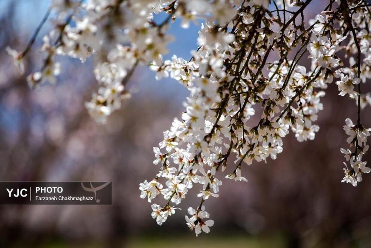 شکوفه‌های بهاری در مهارلو
