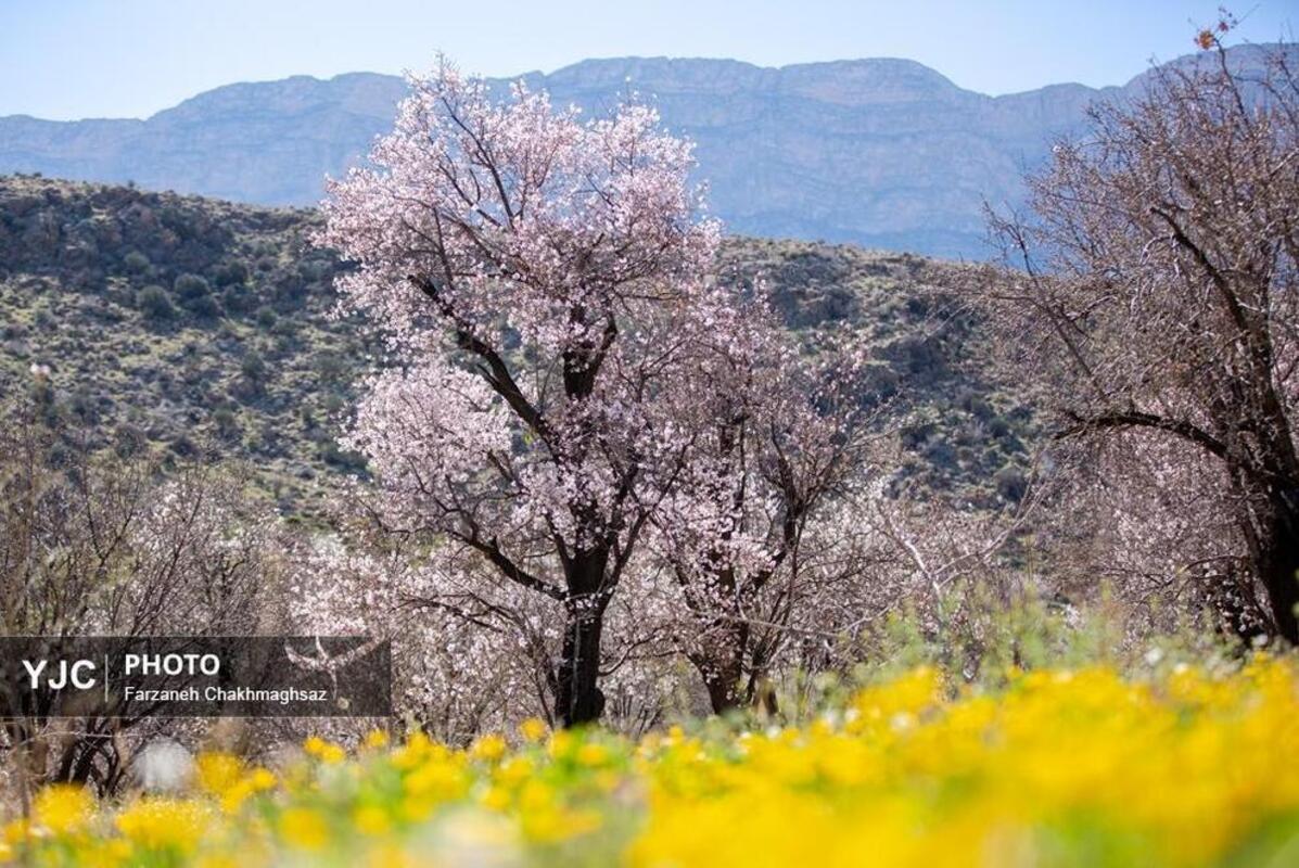 شکوفه‌های بهاری در مهارلو