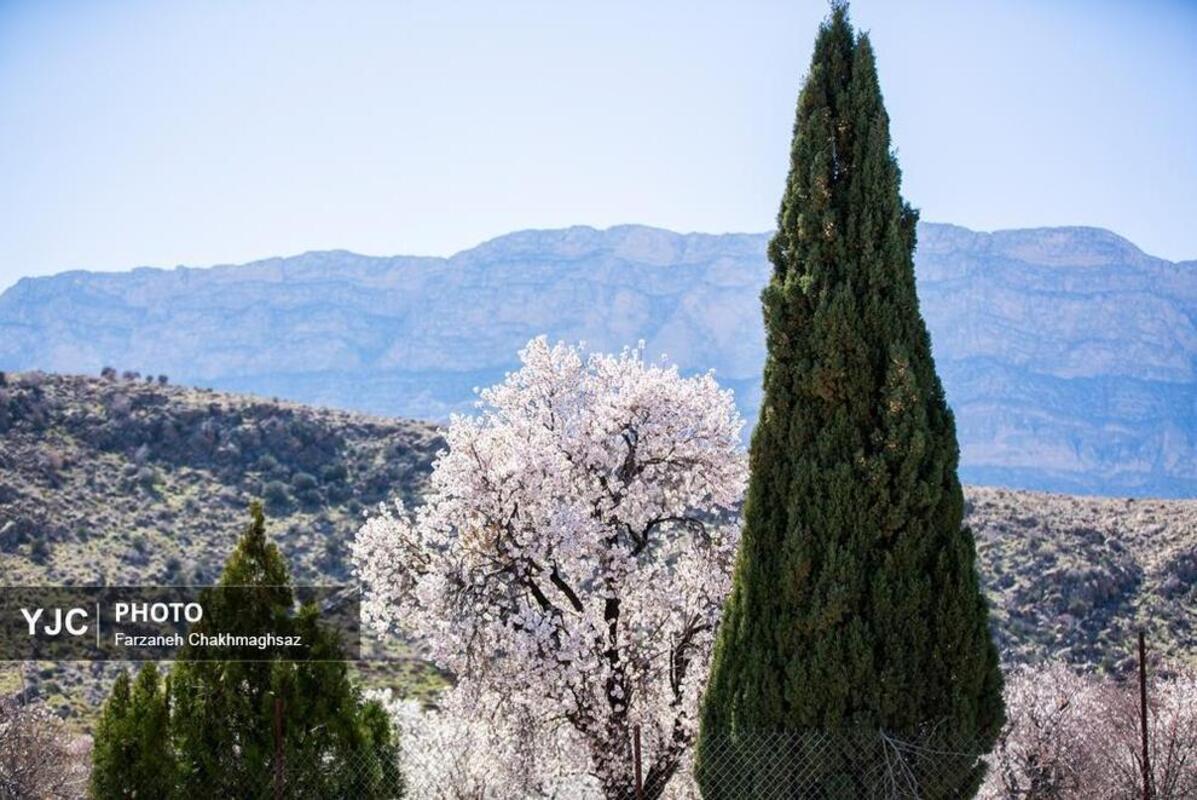 شکوفه‌های بهاری در مهارلو