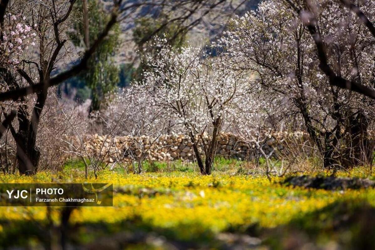 شکوفه‌های بهاری در مهارلو