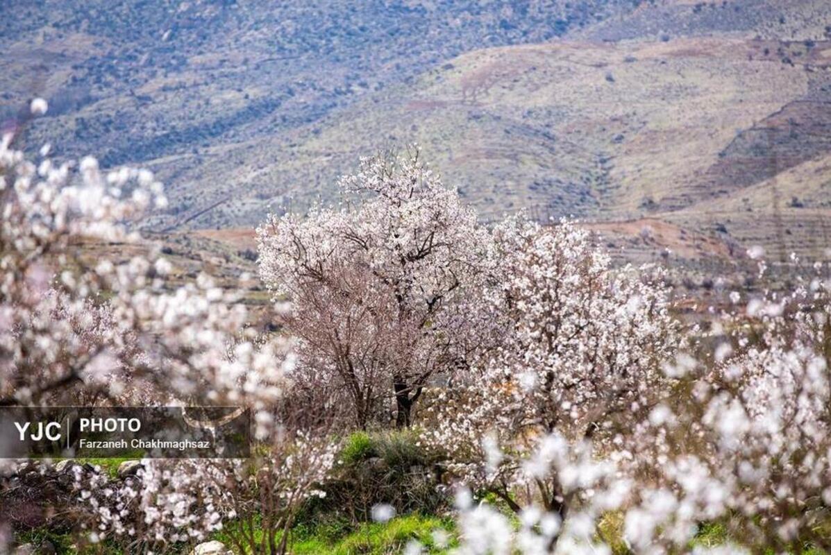 شکوفه‌های بهاری در مهارلو