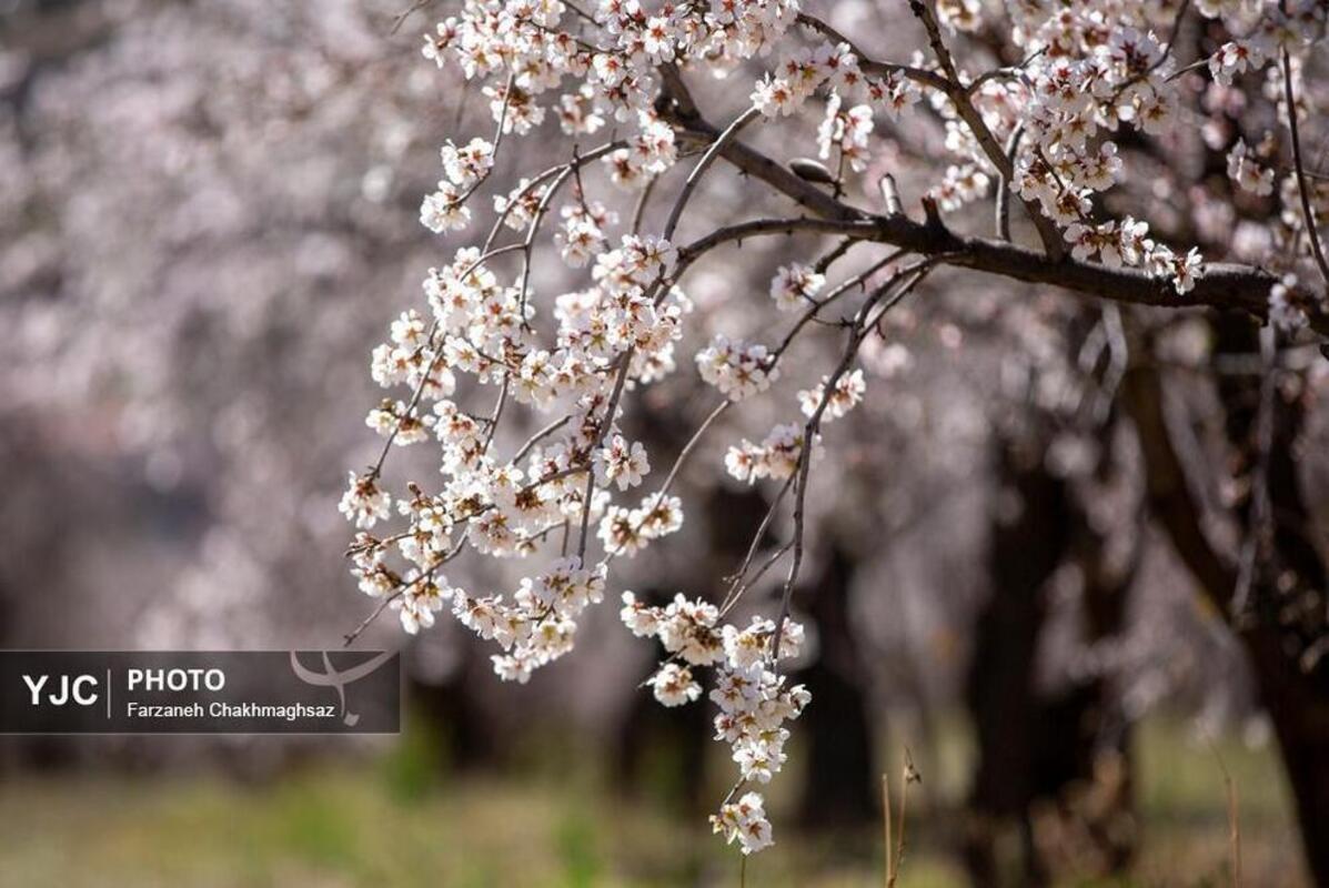 شکوفه‌های بهاری در مهارلو