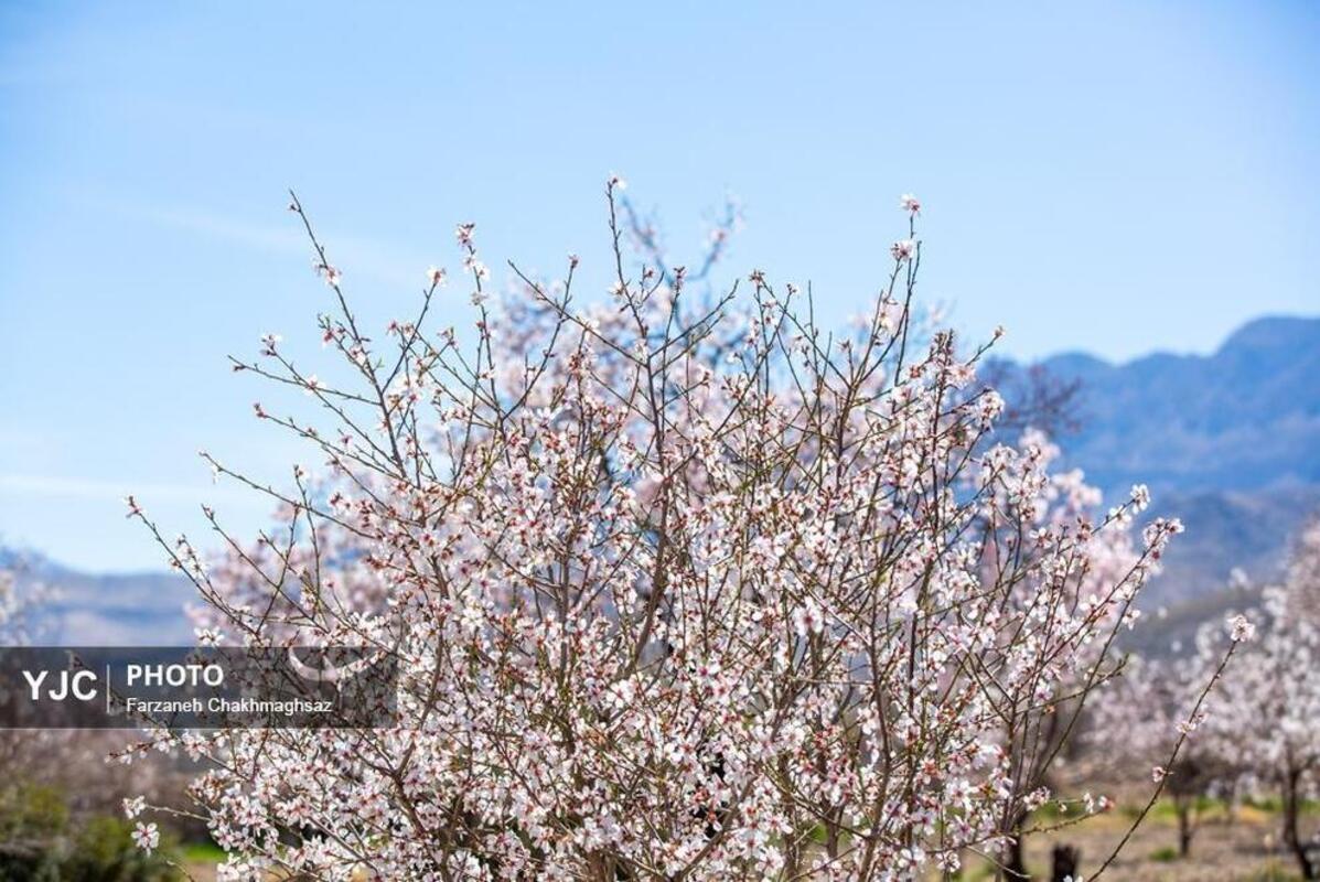 شکوفه‌های بهاری در مهارلو