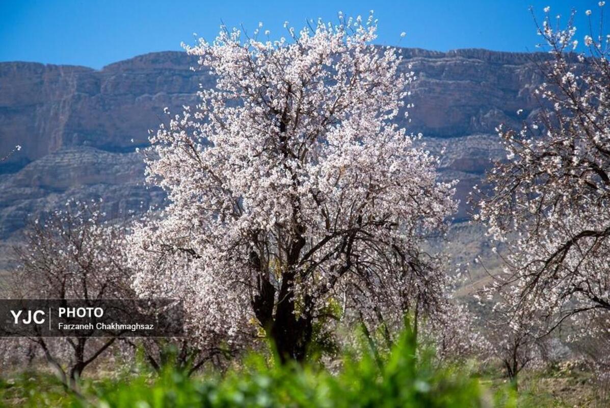 شکوفه‌های بهاری در مهارلو