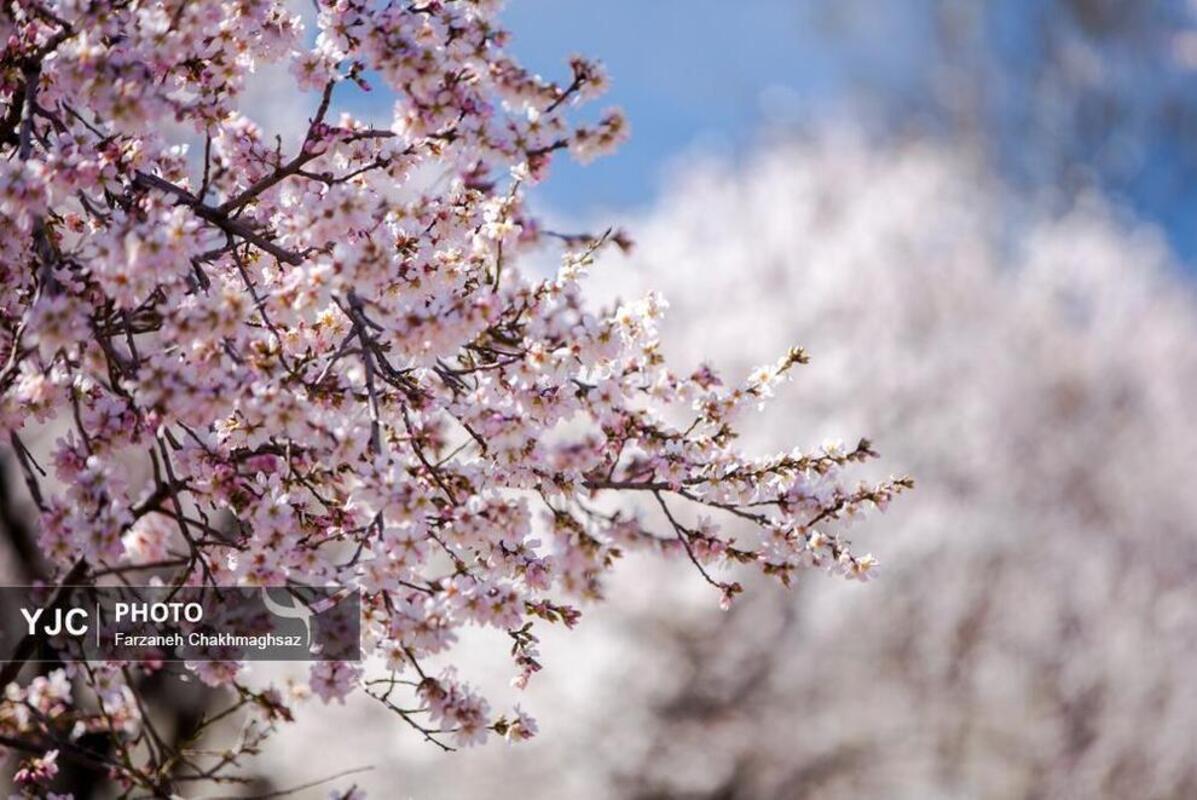 شکوفه‌های بهاری در مهارلو