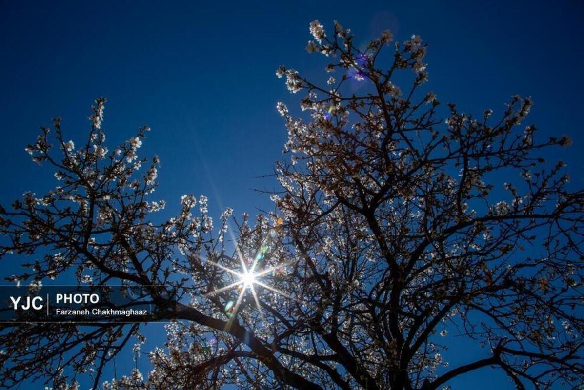 شکوفه‌های بهاری در مهارلو