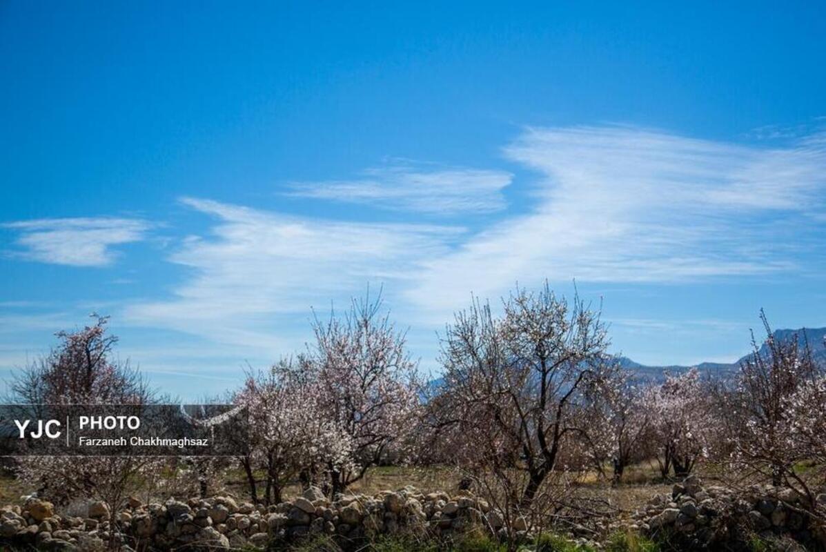 شکوفه‌های بهاری در مهارلو