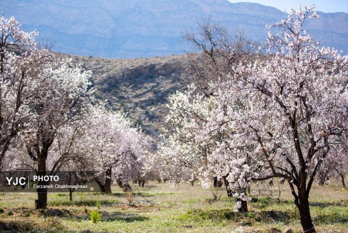 شکوفه‌های بهاری در مهارلو