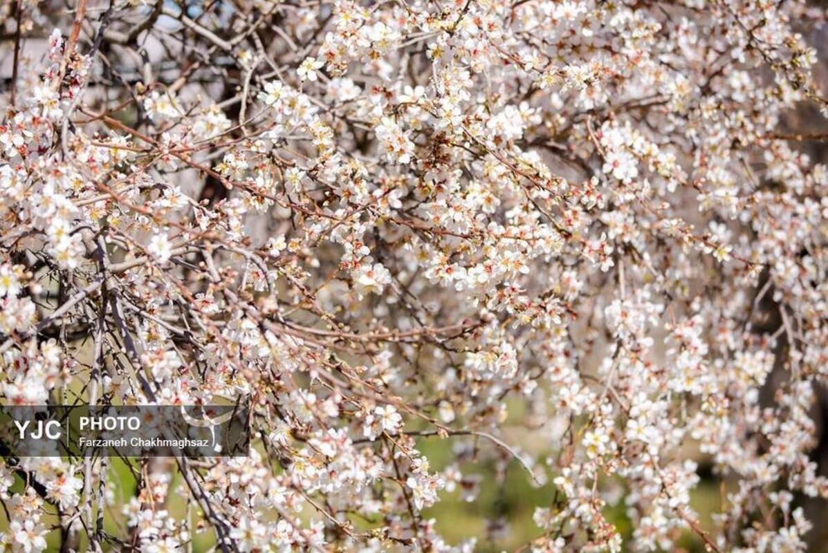شکوفه‌های بهاری در مهارلو
