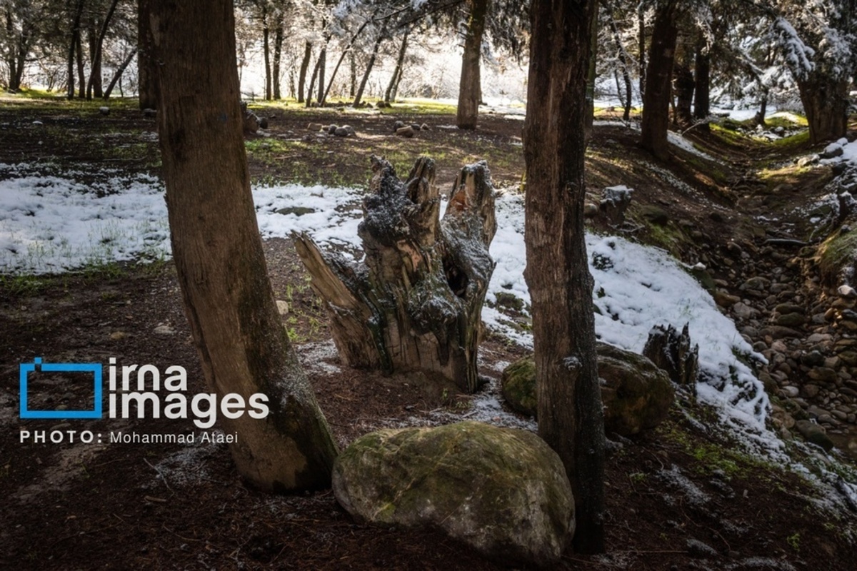 سقوط درختان کهنسال در گلستان