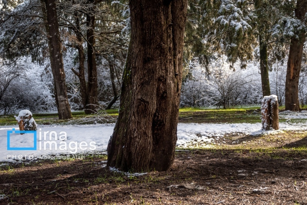 سقوط درختان کهنسال در گلستان