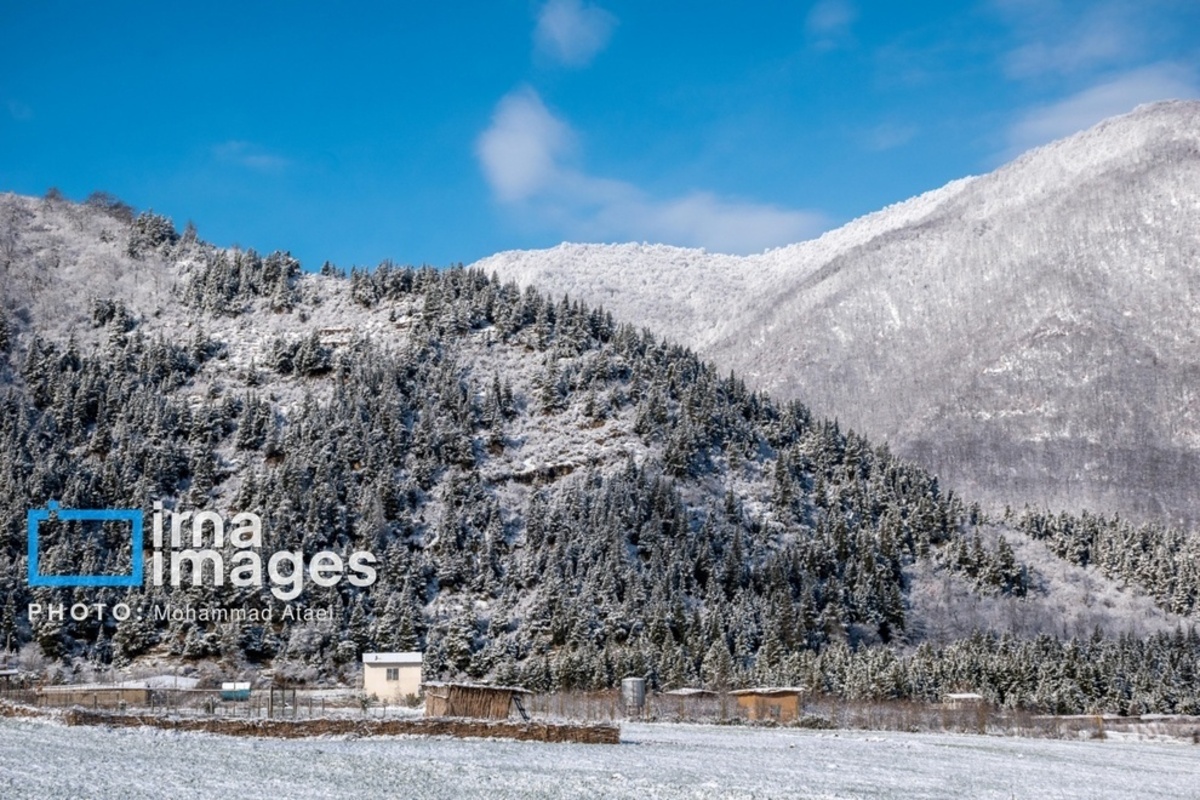 سقوط درختان کهنسال در گلستان