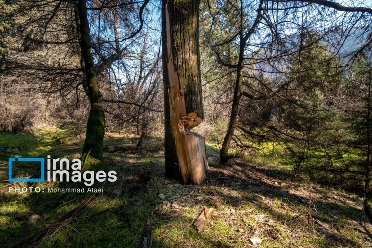سقوط درختان کهنسال در گلستان