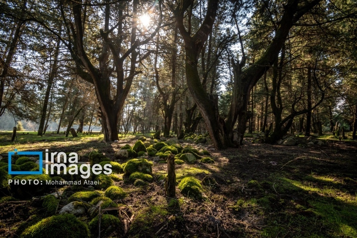 سقوط درختان کهنسال در گلستان