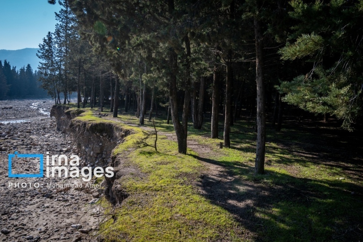 سقوط درختان کهنسال در گلستان