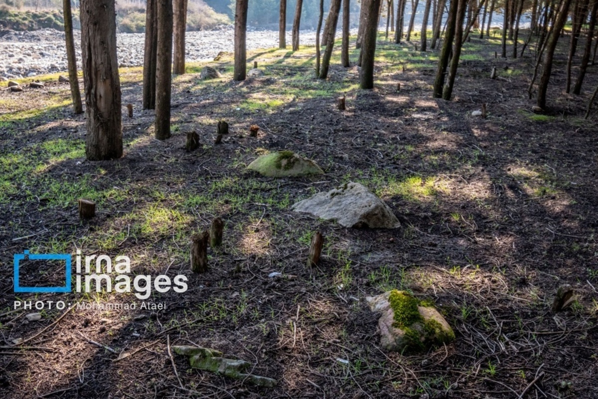 سقوط درختان کهنسال در گلستان