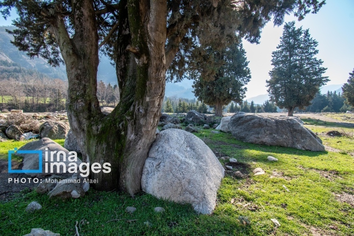 سقوط درختان کهنسال در گلستان