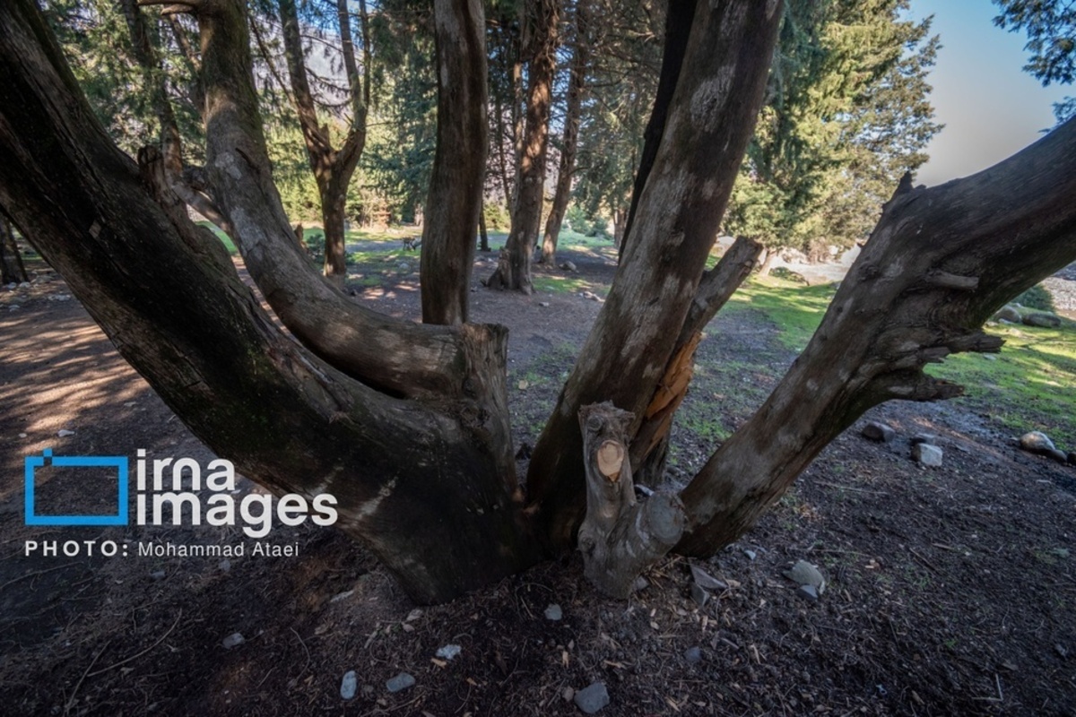سقوط درختان کهنسال در گلستان