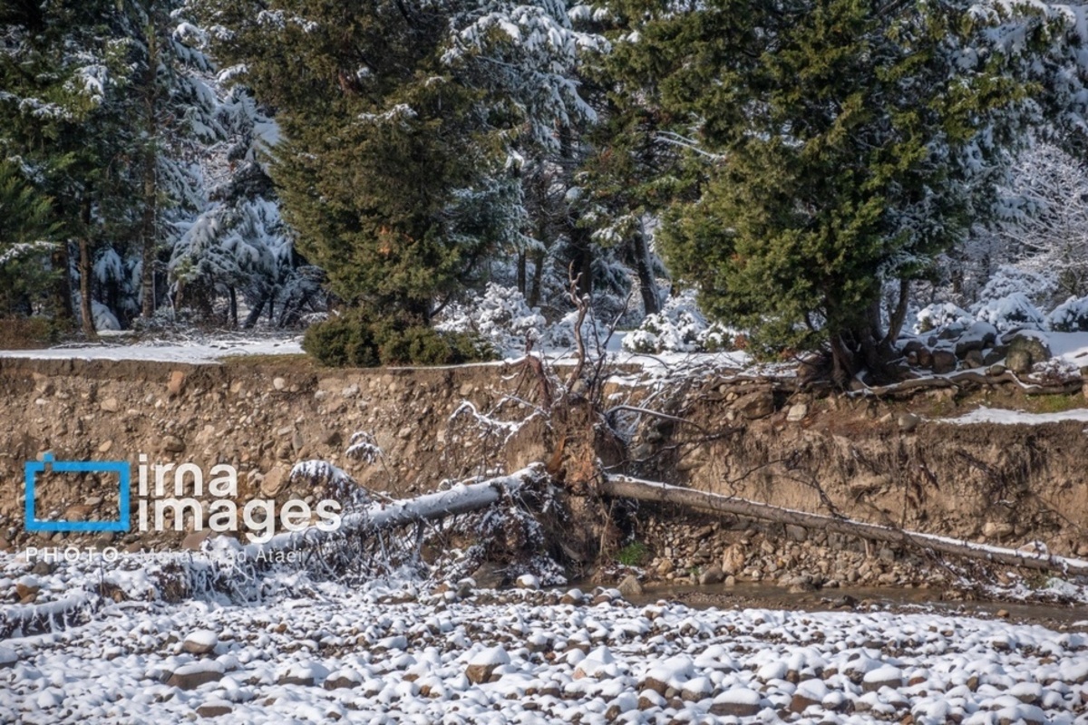 سقوط درختان کهنسال در گلستان