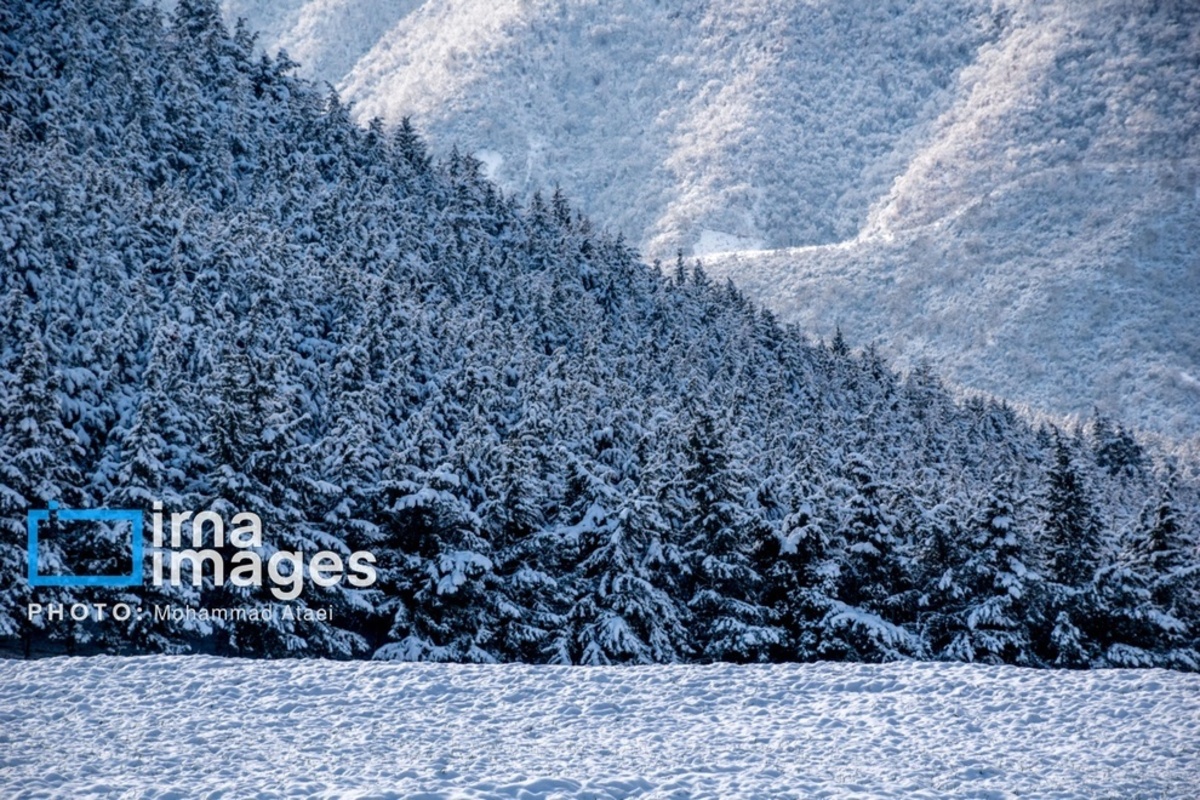 سقوط درختان کهنسال در گلستان