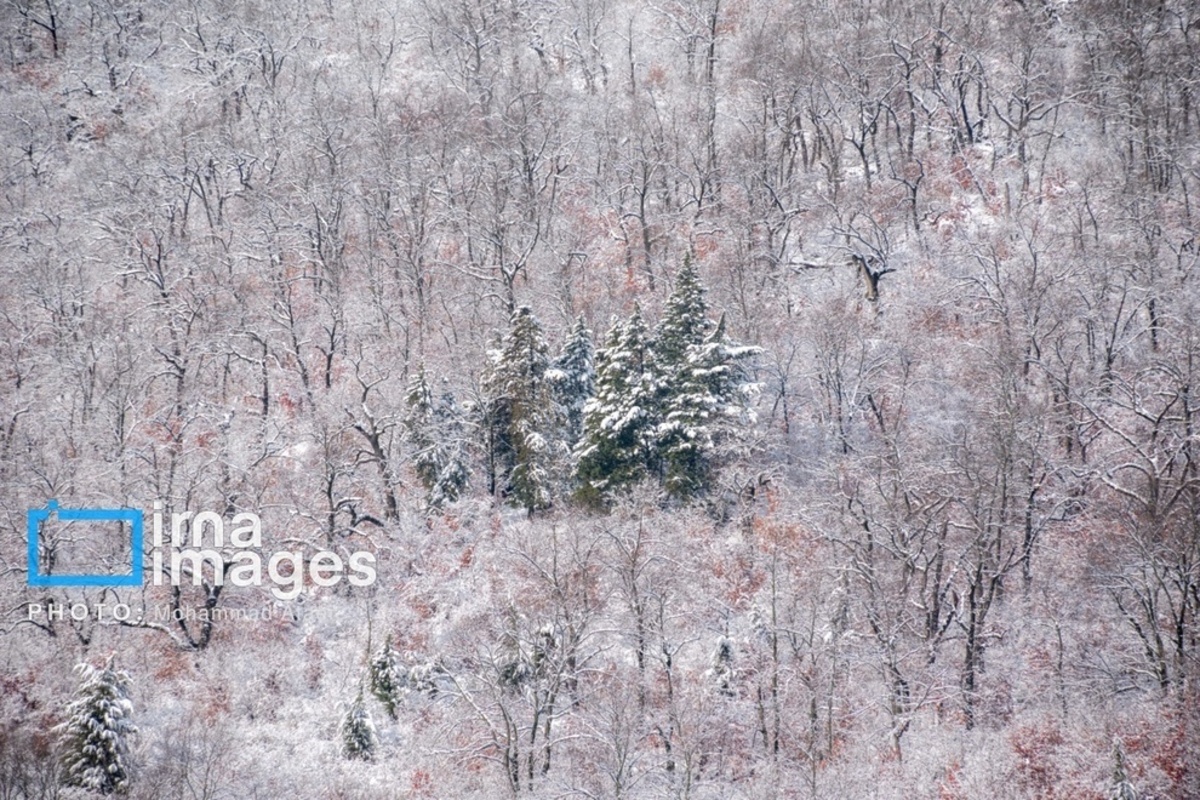 سقوط درختان کهنسال در گلستان