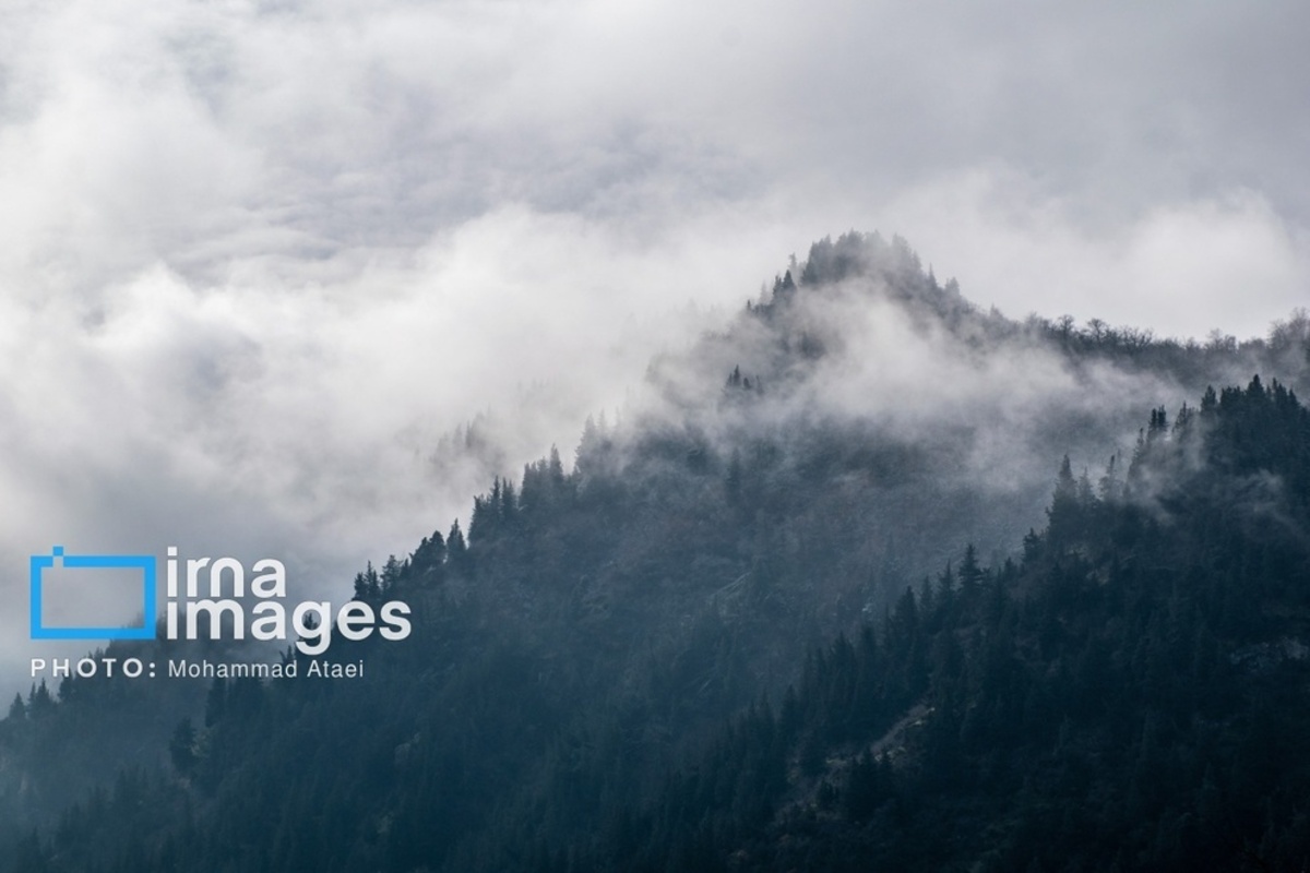 سقوط درختان کهنسال در گلستان