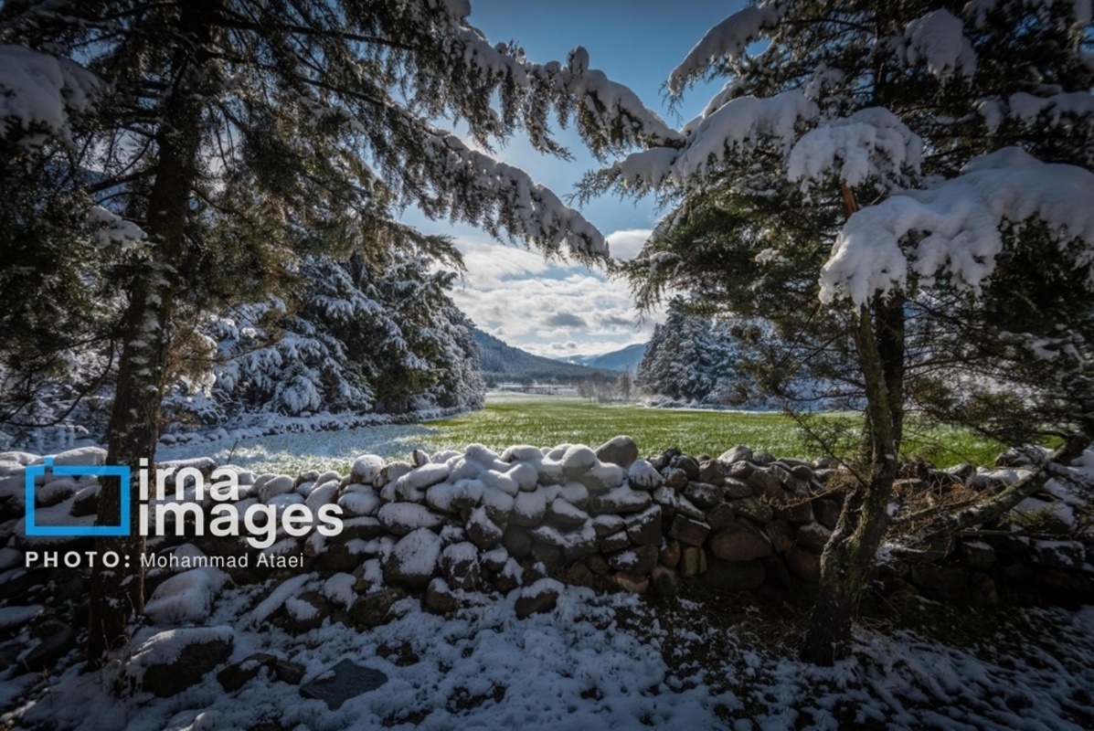 سقوط درختان کهنسال در گلستان