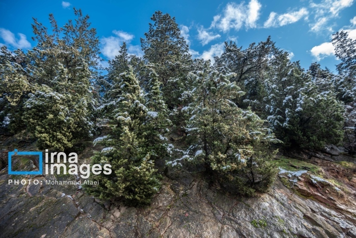 سقوط درختان کهنسال در گلستان