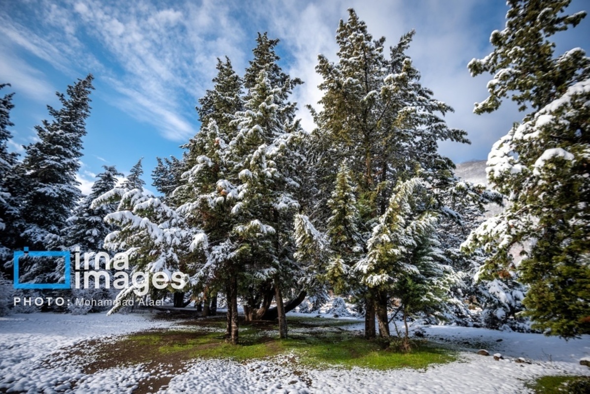 سقوط درختان کهنسال در گلستان