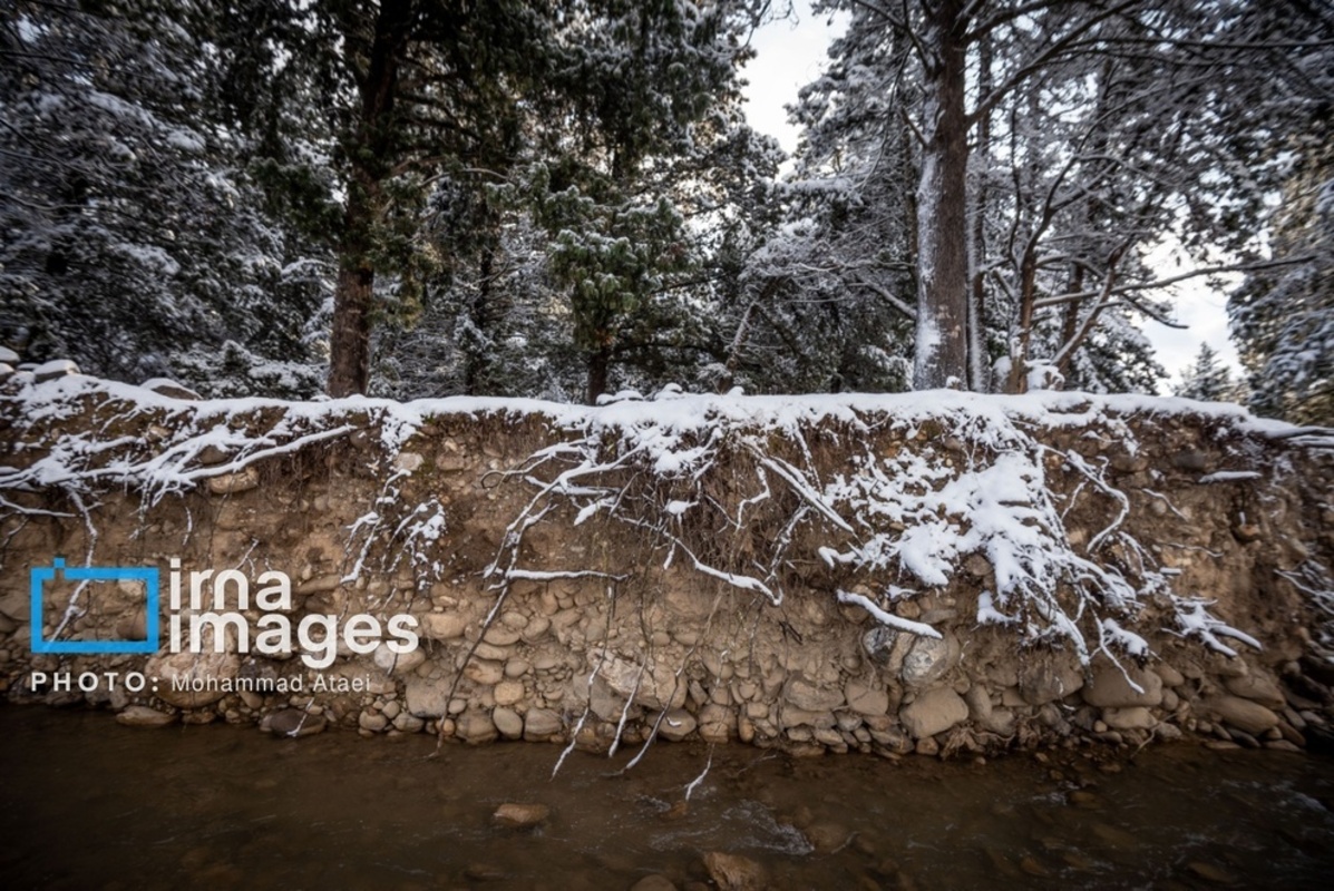سقوط درختان کهنسال در گلستان