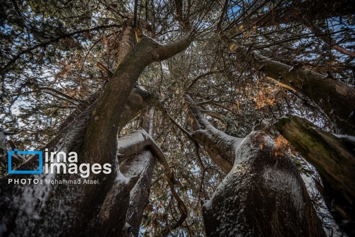 سقوط درختان کهنسال در گلستان
