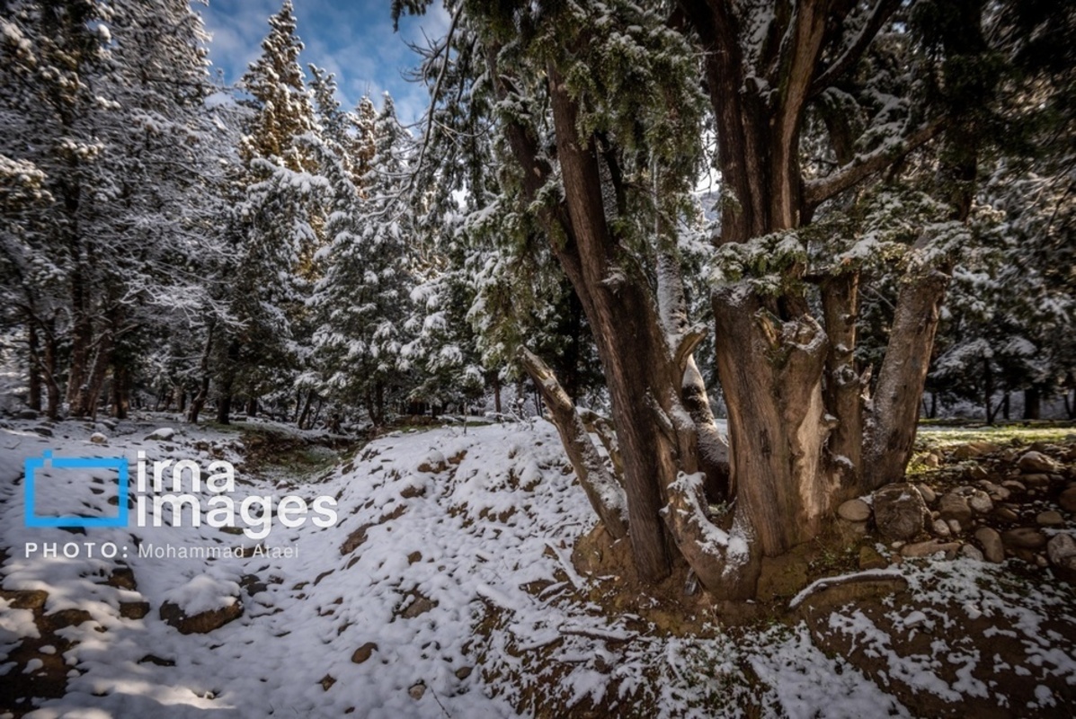 سقوط درختان کهنسال در گلستان