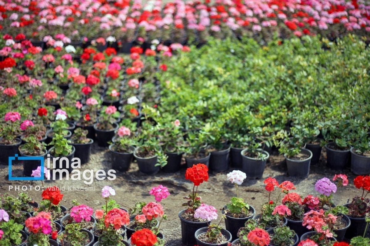 استقبال از بهار 